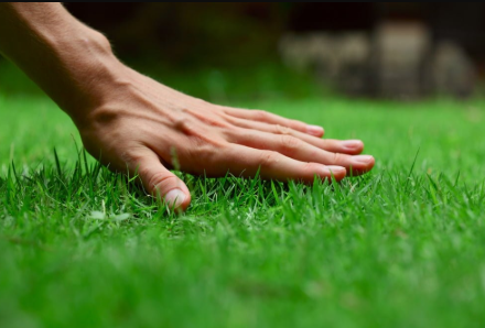 Lawn Care in Mississauga: Expert Seasonal Tips for a Healthy Yard