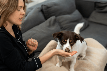 Zenrelia (Ilunocitinib) vs. Apoquel: Which JAK Inhibitor Provides Faster Itch Relief?