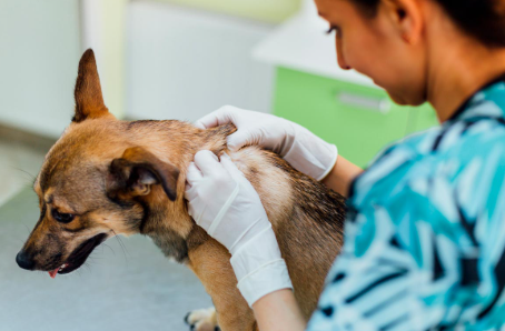 6 Questions To Ask A Veterinarian About Long Term Dermatology Treatment